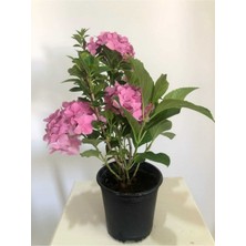 Serada Decor Plant Pembe Ortanca