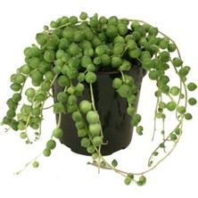 Serada Decor Plant Senecio Rowleyanus, Tesbih Çiçeği 11 cm Saksıda Jumbo Boy