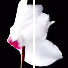 Serada Decor Plant Videolu 1 Adet Beyaz Sıklamen Çiçeği 25-45 cm Saksılı Çiçekli Bodur Bitkiler Whıte Cyclamen