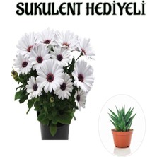 Serada Decor Plant Hediyelik Beyaz Renk Bodrum Papatyası Sevgilier Gününe Özel Sukulent Hediyeli