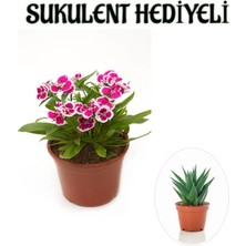 Serada Decor Plant Hediyelik Pembe Renk Çin Karanfili Çiçeği Sevgililer Gününe Özel Sukulent Hediyeli