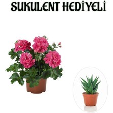 Serada Decor Plant Hediyelik Pembe Sakız Sardunya Çiçeği Fidanı Sevgililer Gününe Özel Sukulent Hediyeli