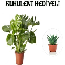 Serada Decor Plant Parlak Geniş Yapraklı Deve Tabanı Bitkisi Sevgililer Gününe Özel Sukulent Hediyeli