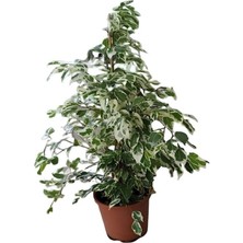 Serada Decor Plant Beyaz Alacalı Benjamin Bitkisi Sevgililer Güne Özel Mumluk Ofis Bitkisi