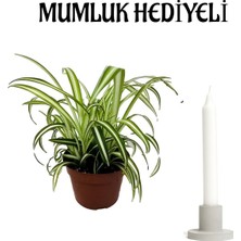 Serada Decor Plant Sevgililer Gününe Özel Hediyelik Kurdele Çiçeği Mumluk Hediyeli Ofis Bitkisi