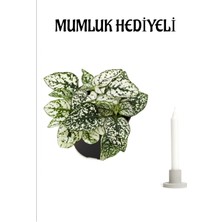 Serada Decor Plant Sevgililer Gününe Özel Beyaz Hostes(Hypoestes) Çiçeği Mumluk Hediyeli Salon Çiçeği