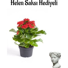 Serada Decor Plant Hediyelik Kırmızı Renk Kalanşo(Kalanchoe) Çiçeği Sevgililer Gününe Özel Helen Saksı Hediyeli