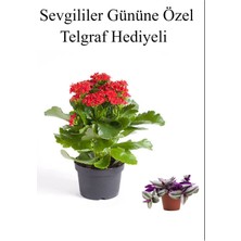 Serada Decor Plant Sevgililer Gününe Özel Kırmızı Renk Kalanşo Çiçeği Telgraf Hediyeli