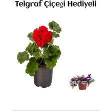Serada Decor Plant Hediyelik Kırmızı Sardunya Fidanı Sevgililer Gününe Özel Telgraf Hediyeli