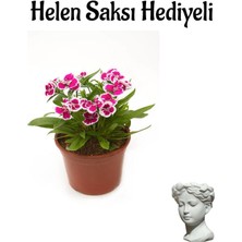 Serada Decor Plant Hediyelik Pembe Çin Karanfili Çiçeği Sevgililer Gününe Özel Helen Saksı Hediyeli