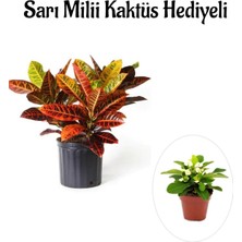 Serada Decor Plant Harika Günümlü Kraton Çiçeği Bitkisi Sevgililer Gününe Özel Sarı Milii Hediyeli