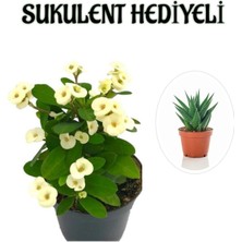 Serada Decor Plant Beyaz Çiçekli Kaktüs Milli Dikenler Tacı Sevgililer Gününe Özel Sukulent Hediyeli
