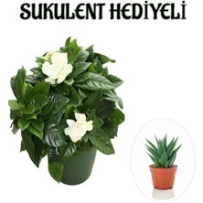 Serada Decor Plant Yoğun Mis Kokulu Gardenya Çiçeği Sevgililer Gününe Özel Sukulent Hediyeli