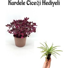 Serada Decor Plant Sevgililer Gününe Özel Çingene Şalvarı Çiçeği Bitkisi Kurdele Çiçeği Hediyeli