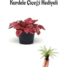 Serada Decor Plant Zarif Kırmızı Yapraklı Hostes Çiçeği Sevgililer Gününe Özel Kurdele Çiçeği Hediyeli