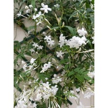 Serada Decor Plant Arap Yasemini Beyaz Çiçekli (100 150 Cm)1 Adet Saksılı Dış Mekan Bitkisi White Jasmine
