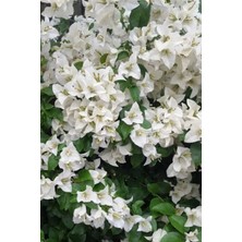 Serada Decor Plant Beyaz Begonvil Çiçeği 50-60CM /şuan Ciçeksizdir