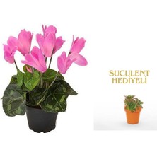 Serada Decor Plant Videolu 1 Adet Sevgililer Günü Özel Pembe Sıklamen Çiçeği 20-35CM Saksılı Sukulent Hediye Cyclamen