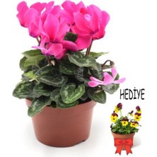 Serada Decor Plant Videolu Sevgililer Gününe Özel Hercai Hediyeli Sıklamen (30 40 Cm)1 Adet Saksılı Iç Mekan Cyclamen