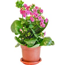 Serada Decor Plant Videolu 1 Adet Pembe Renk Kalanşo Çiçeği 10-20 cm Saksılı Çiçekli Bodur Bitkiler Kalanchoe
