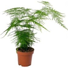 Serada Decor Plant Kuşkonmaz Asparagus Salon Tülü Bitkisi 20 30 cm Ev Bitkisi Ofis