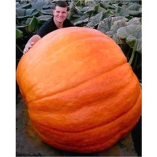 Serada Decor Plant Eko Paket 10 Adet Tohum Atlantik Giant Dev Kabak Tohumu