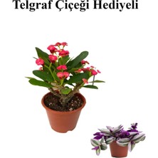 Serada Decor Plant Kırmızı Çiçekli Kaktüs Milli Dikenler Tacı Sevgililer Gününe Özel Telgraf Hediyeli