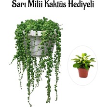 Serada Decor Plant Sevgililer Gününe Özel Tespih| Boncuk| Bezelya Çiçeği Bitkisi Sarı Milli Hediyeli