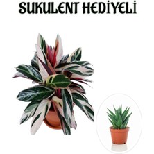 Serada Decor Plant Pembe Renk Dua Katalya Çiçeği Sevgililer Gününe Özel Sukulent Hediyeli