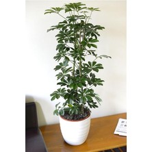 Serada Decor Plant Videolu Yeşil Şeflera Bitkisi (50 80 Cm)1 Adet Saksılı Iç Mekan Bitkisi Schefflera
