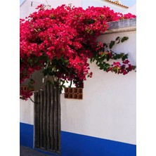 Serada Decor Plant Videolu Kırmızı Çiçekli Begonvil (40 60 Cm)1 Adet Saksılı Çiçekli Bahçe Teras Bitkisi Bougainvillea