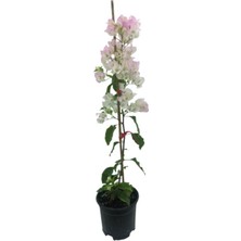 Serada Decor Plant Begonvil Sarmaşığı - Beyaz (50-80CM) Bougainvillea