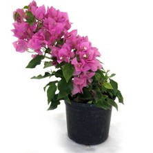 Serada Decor Plant Begonvil Fidanı Pembe 25 cm Çiçekli Bougainvillea