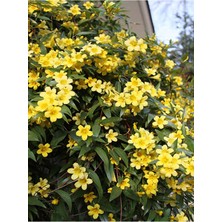Serada Decor Plant 4 Adet Sarı Yasemin Çiçeği Fidanı 60 cm