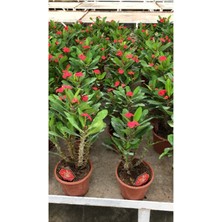 Serada Decor Plant Dikenler Tacı Çiçekli Ithal Hollanda Bitkisi