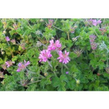 Serada Decor Plant Pelargonium Graveolens Itır Bitkisi Saksıda