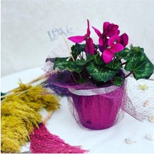 Serada Decor Plant Sıklamen Çiçeği Hediyelik Ofis Bitkisi Çiçekli