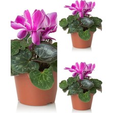 Serada Decor Plant Videolu Parlak Yapraklı Sıklamen Çiçeği (20 35 Cm)3 Adet Hediyelik Canlı Çiçek Cyclamen