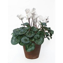 Serada Decor Plant Videolu Beyaz Sıklamen (20 40 Cm)1 Adet Saksılı Çiçekli Iç Mekan Bitkisi Cyclamen