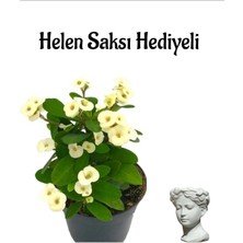 Serada Decor Plant Sevgililer Gününe Özel Beyaz Renk Milii Dikenler Tacı Çiçeği Helen Saksı Hediyeli