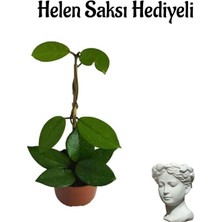 Serada Decor Plant Sevgililer Gününe Özel Pembe Renk Mum-Hoya Bitkisi Helen Saksı Hediyeli