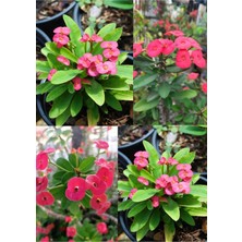 Serada Decor Plant Videolu 3 Adet Pembe Renk Dikenler Tacı Çiçeği 10-20 cm Tüplü Çiçekli Bodur Bitkilereuphorbia Milii