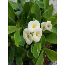 Serada Decor Plant Videolu 1 Adet Beyaz Renk Dikenler Tacı Çiçeği 10-15 cm Tüplü Çiçekli Bodur Bitkiler Euphorbia Milli