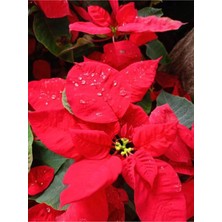 Serada Decor Plant Videolu Göz Alıcı Atatürk Çiçeği (35 45 Cm)1 Adet Saksılı Çiçekli Bodur Bitki Poinsettia