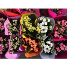 Serada Decor Plant Mini Kalanşo Çiçeği 5 Adet