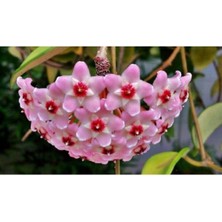 Serada Decor Plant Mum Çiçeği Fidesi Köklenmiş Hoya Pembe (Saksılı 10--15CM)