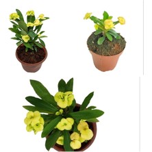 Serada Decor Plant Sarı Dikenler Tacı