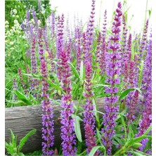 Serada Decor Plant Adaçayı Bitkisi (Salvia Officinalis)