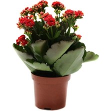 Serada Decor Plant Kalanchoe Çiçeği Kalanşo Çiçeği Bitki Ev Ofis Bitkisi 20 - 25 cm