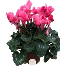 Serada Decor Plant Cyclamen Sıklamen Çiçeği Pembe Ev Bitkisi Saksı Çiçekleri Hediyelik Çiçek